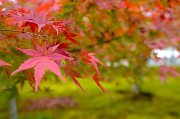 autumn leaves in the park,Colorful maple  autumn, Osaka Japan
