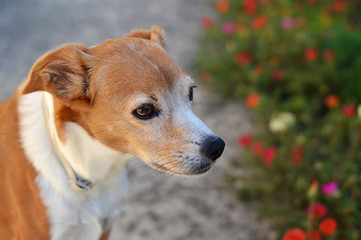 Portrait of cute brown dog with blurred flowers in background