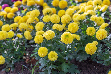 Yellow Chrysanthemum in the garden