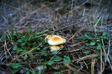 Mushrooms growing in the undergrowth