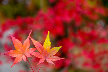 autumn leaves in the park,Colorful maple  autumn, Osaka Japan
