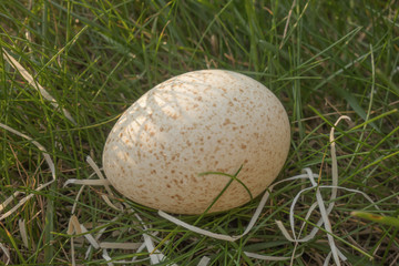 Naklejka na ściany i meble Turkey egg closeup on green grass background
