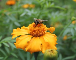 hoverfly on yellow flower