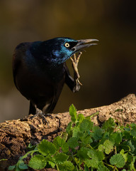 Scratching Grackle
