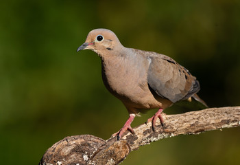 Northern Cardinal (female)