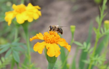 hoverfly on yellow flower