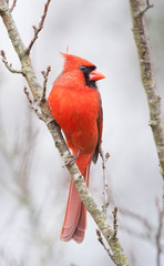 Northern Cardinal