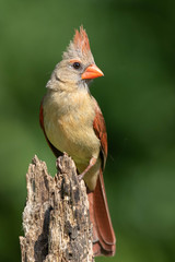 Northern Cardinal (female)