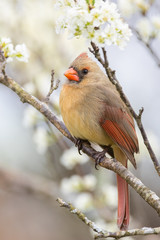 Northern Cardinal (female)