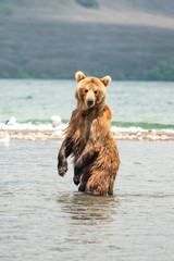 Naklejka premium Ruling the landscape, brown bears of Kamchatka (Ursus arctos beringianus)
