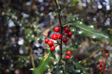 Small red berries on a holly bush