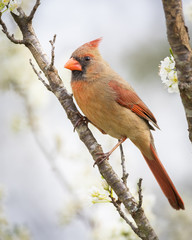 Northern Cardinal