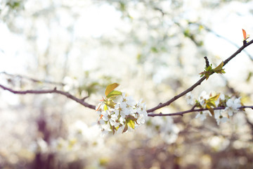 White apple flowers against a blurred background