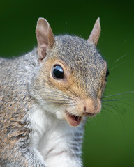 Grey Squirrel