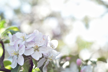 White apple flowers against a blurred background