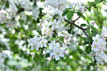 White apple flowers against a blurred background