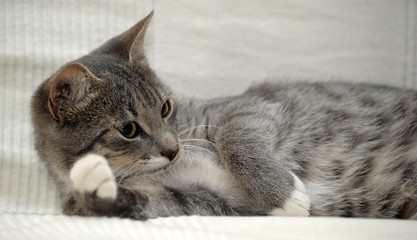 Gray adult mongrel cat lies