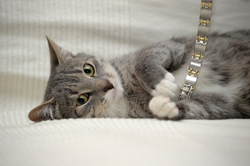 Gray adult mongrel cat lies