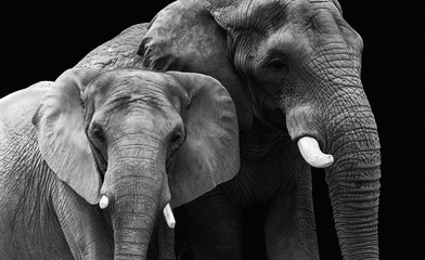 couple d& 39 éléphants
