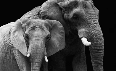 Deurstickers Olifant olifant paar