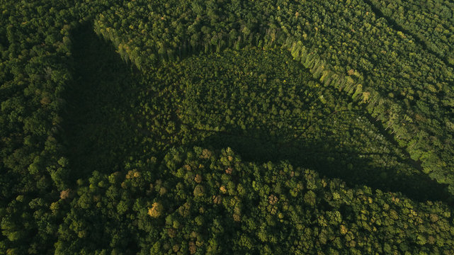 Green forest and many trees from a height. © sergeytay