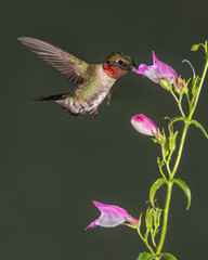 Ruby-throated Hummingbird