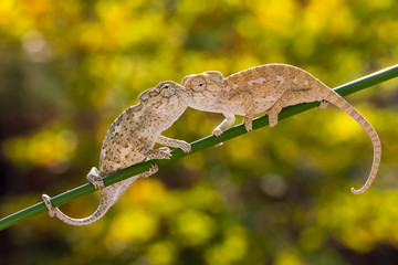 baby chameleon