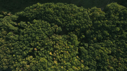 Green forest and many trees from a height.