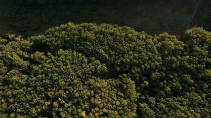 Naklejka premium Green forest and many trees from a height.