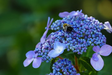 Bumble bee on purple flower