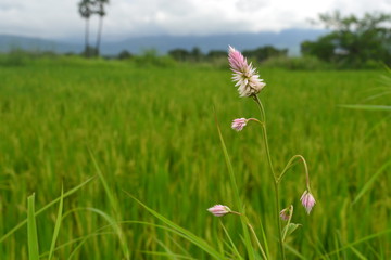 photo of flower grown bedie the paddy field 