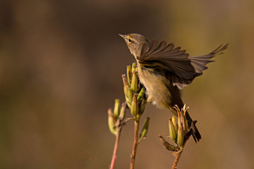  Zilpzalp (Phylloscopus collybita)