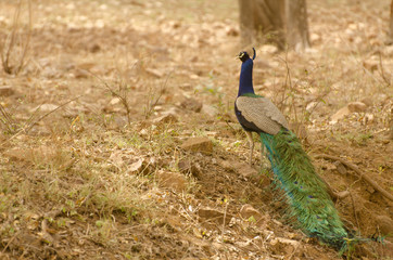Fototapeta premium peacock in a jungle