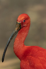 Scarlet Ibis