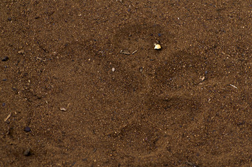 tiger paw mark in sand