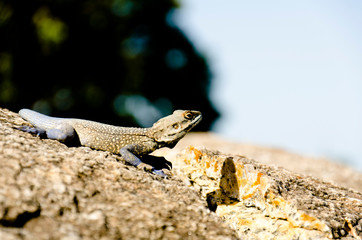 lizard on a rock