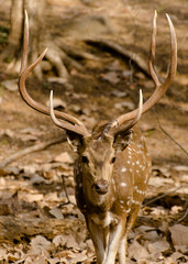 male spotted deer