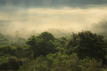 forest with morning fog