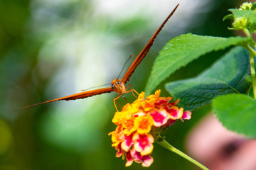butterfly on a red yellow flower