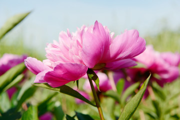 Fototapeta na wymiar Pink double flowered Peonies in the nature