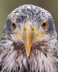 Juvenile Bald Eagle
