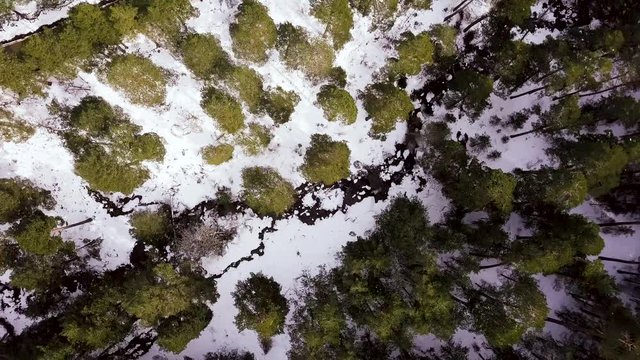 Aerial shot above snowy forest with trees. Orbit circle top down shot above river between ice snow.