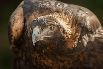 Golden Eagle
