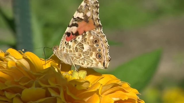 Gelbe Zinnie und Distelfalter (Gro&szlig;aufnahme)