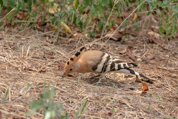 upupa becca in cerca di cibo