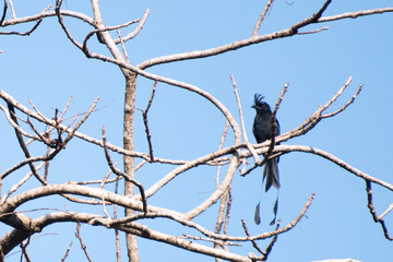 racket tailed drongo bird on a branch