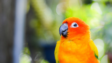 Portrait of beautiful colorful orange yellow green parrot bird in outdoor park. Exotic pet
