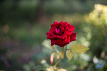red rose