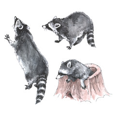 Hand drawn watercolor three raccoons isolated on white background