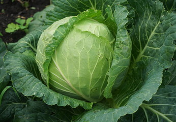 Fototapeta premium head of cabbage